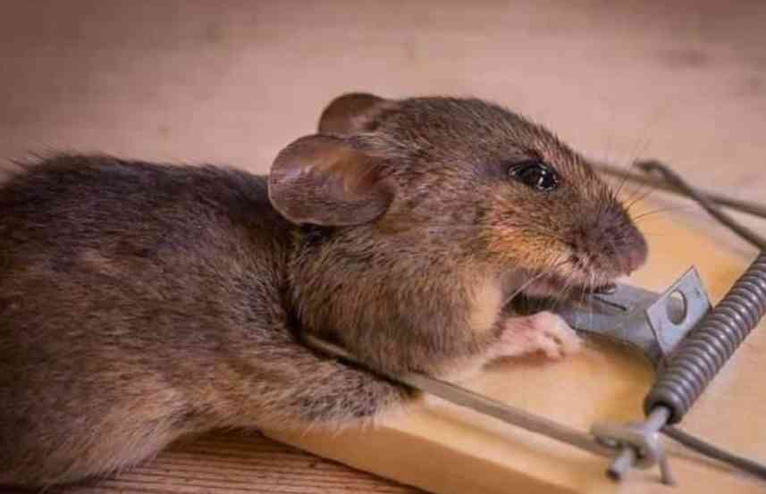 Imagine setting trap ? for a rat, ?? then it started saying this ???? | MirrorLog