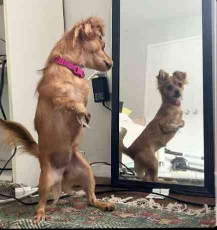 NOBODY.....  Slim girls, everytime they see a Mirror ? | MirrorLog