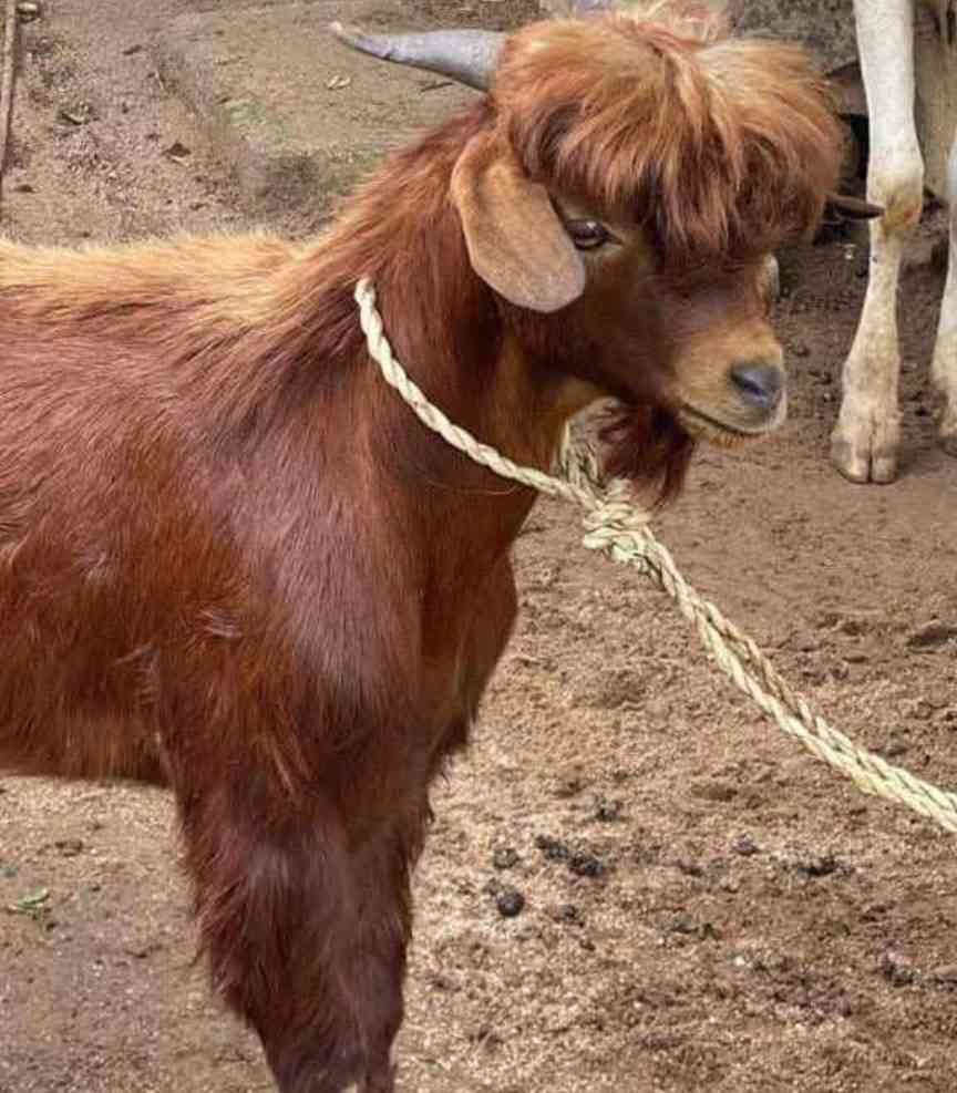 No allow Nigeria girls see this goat ooo 😬 Dem fit think sey na Lee Min-ho like that 🤣🤣💔 | MirrorLog