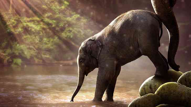 Elephants can die of a broken heart if their mates die - MirrorLog