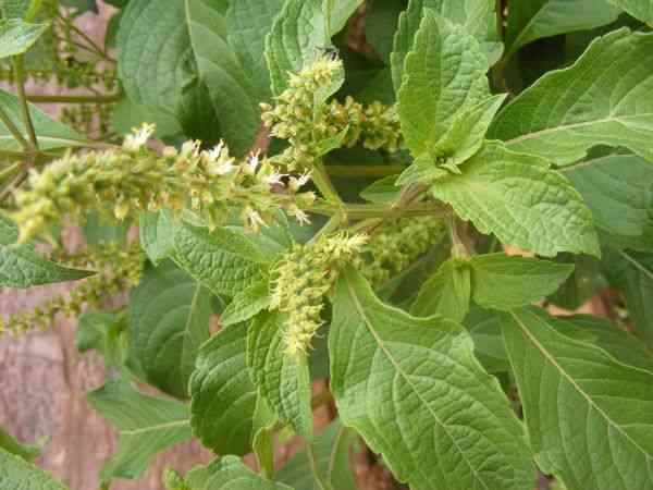 Scent leaf/Africa Basil leaf - MirrorLog