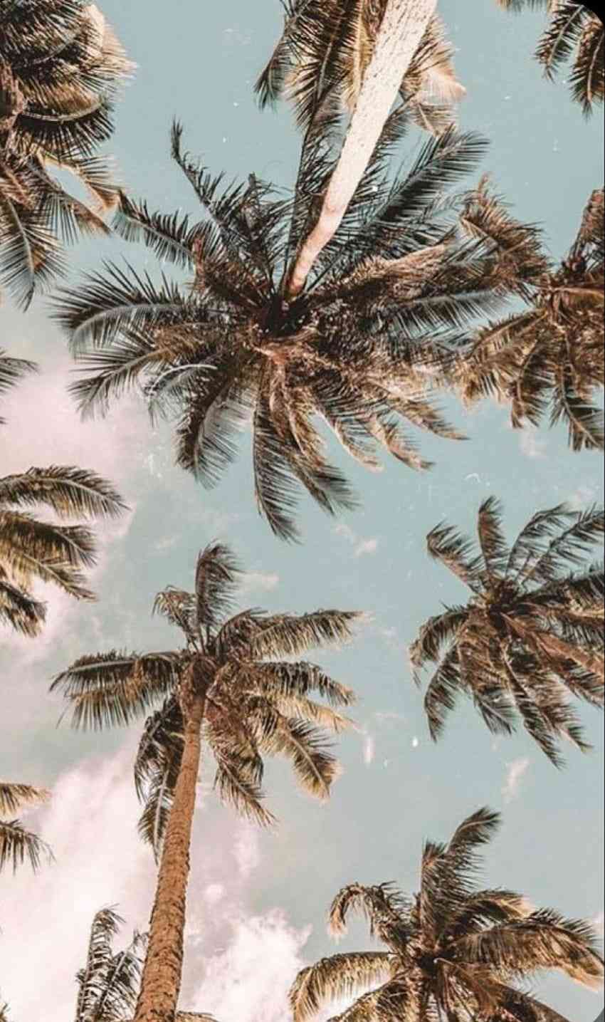 #palmtree #wallpaper - MirrorLog