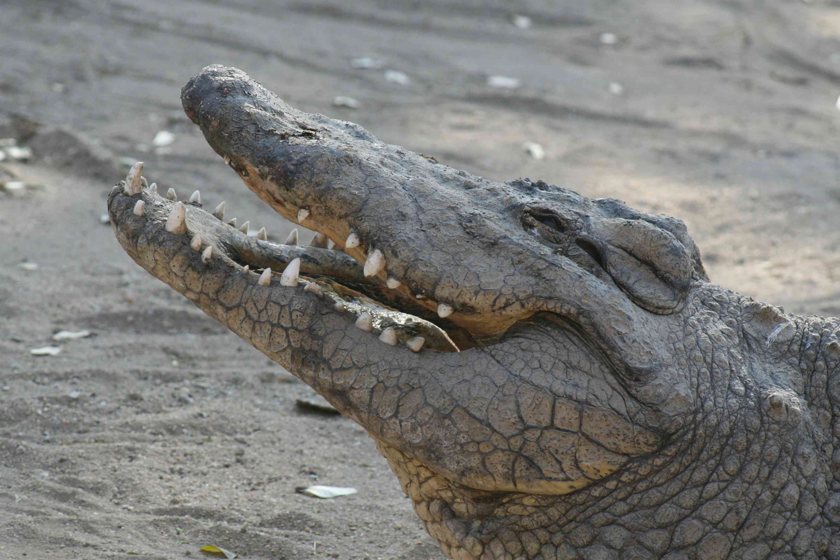 Crocodiles are fast on their feet, but cannot turn very well. If one is chasing you, run in zig zag lines. - MirrorLog