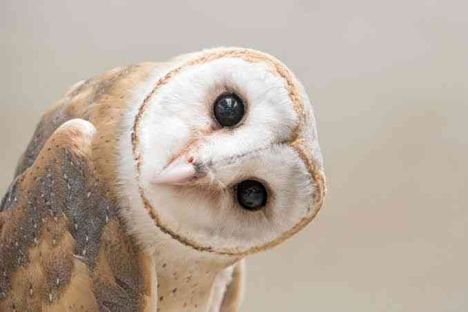 Owls can't move their eyeballs. They can only rotate their head to see around. This is because they have a rod-shaped eyes. - MirrorLog