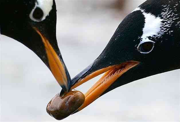 When a male penguin falls in love with a female penguin, he searches the entire beach to find the perfect Pebble to present to her. - MirrorLog