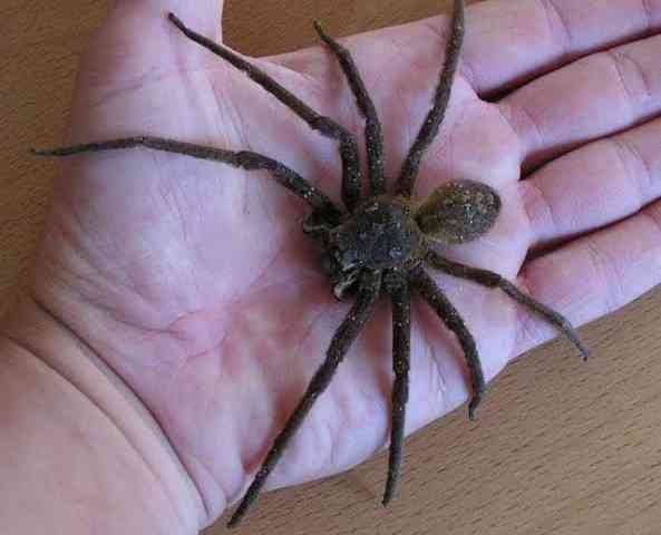 A bite from the Brazilian wandering spider can lead to a painful erection that lasts for many hours and lead to impotence. | MirrorLog