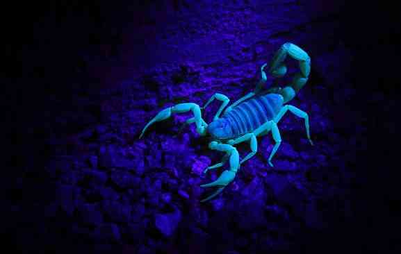 A Scorpion can hold its breath up to 6 days, can survive almost a year without food, can climb almost any surface and it glows under ultraviolet light. 🦂 - MirrorLog