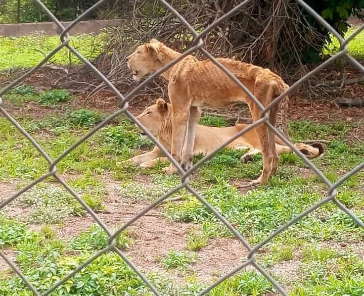 Nigerian man, Maazi Ogbonnaya shared a picture of a two lions who were malnourished - MirrorLog