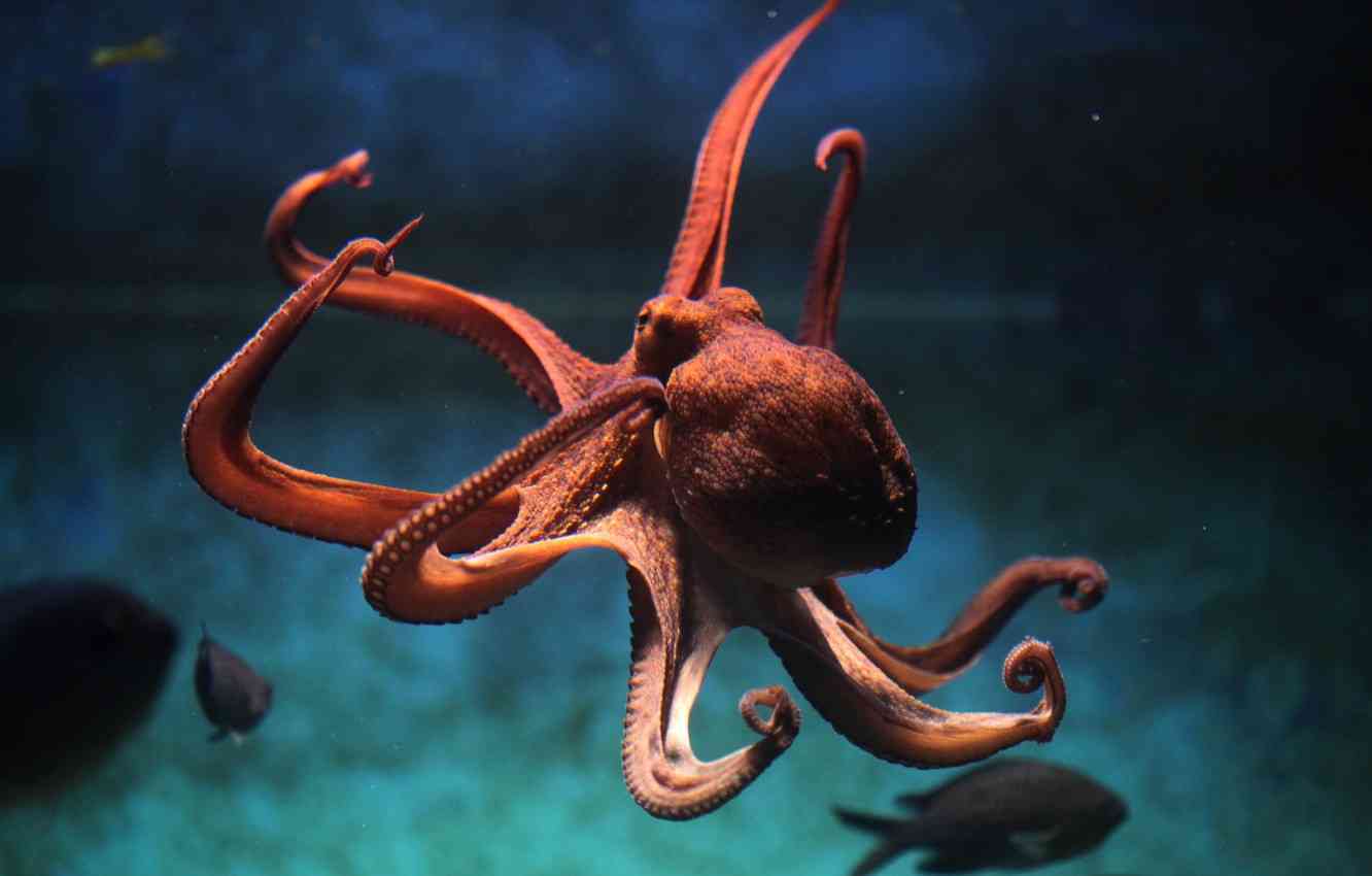 Did you know? An Octopus will eat its own arms, if it gets really hungry? - MirrorLog