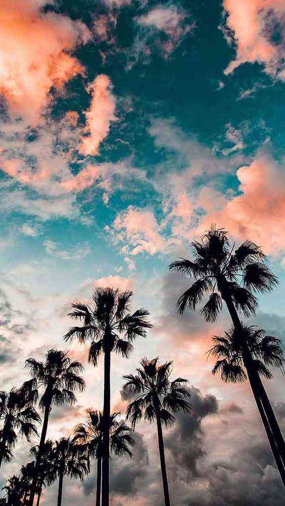 #palmtree #wallpaper - MirrorLog